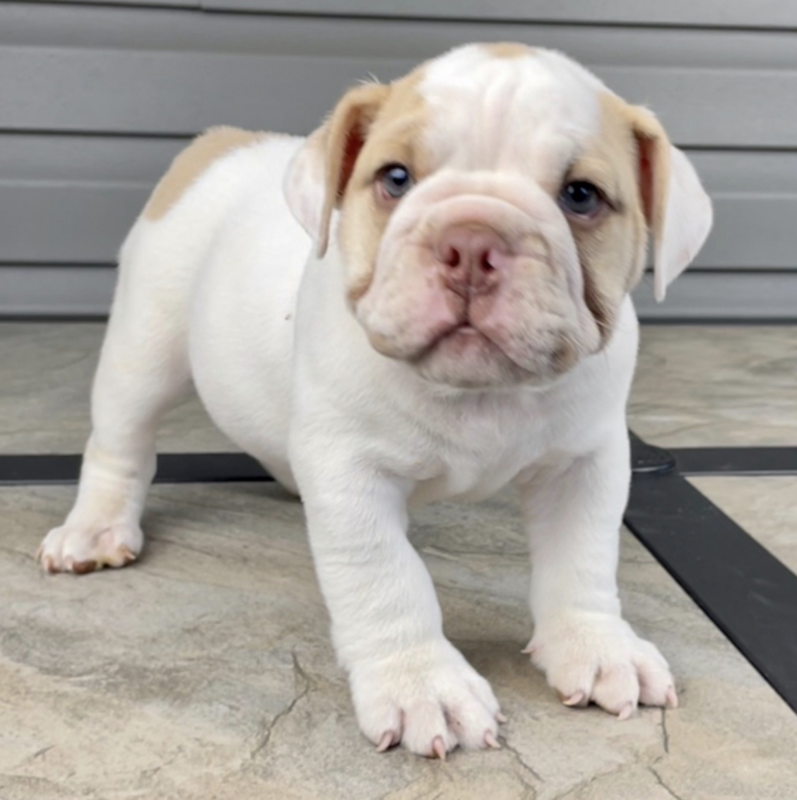 comprar cachorros sanos, baratos y asequibles para la venta